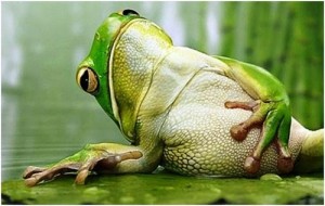 green frog
