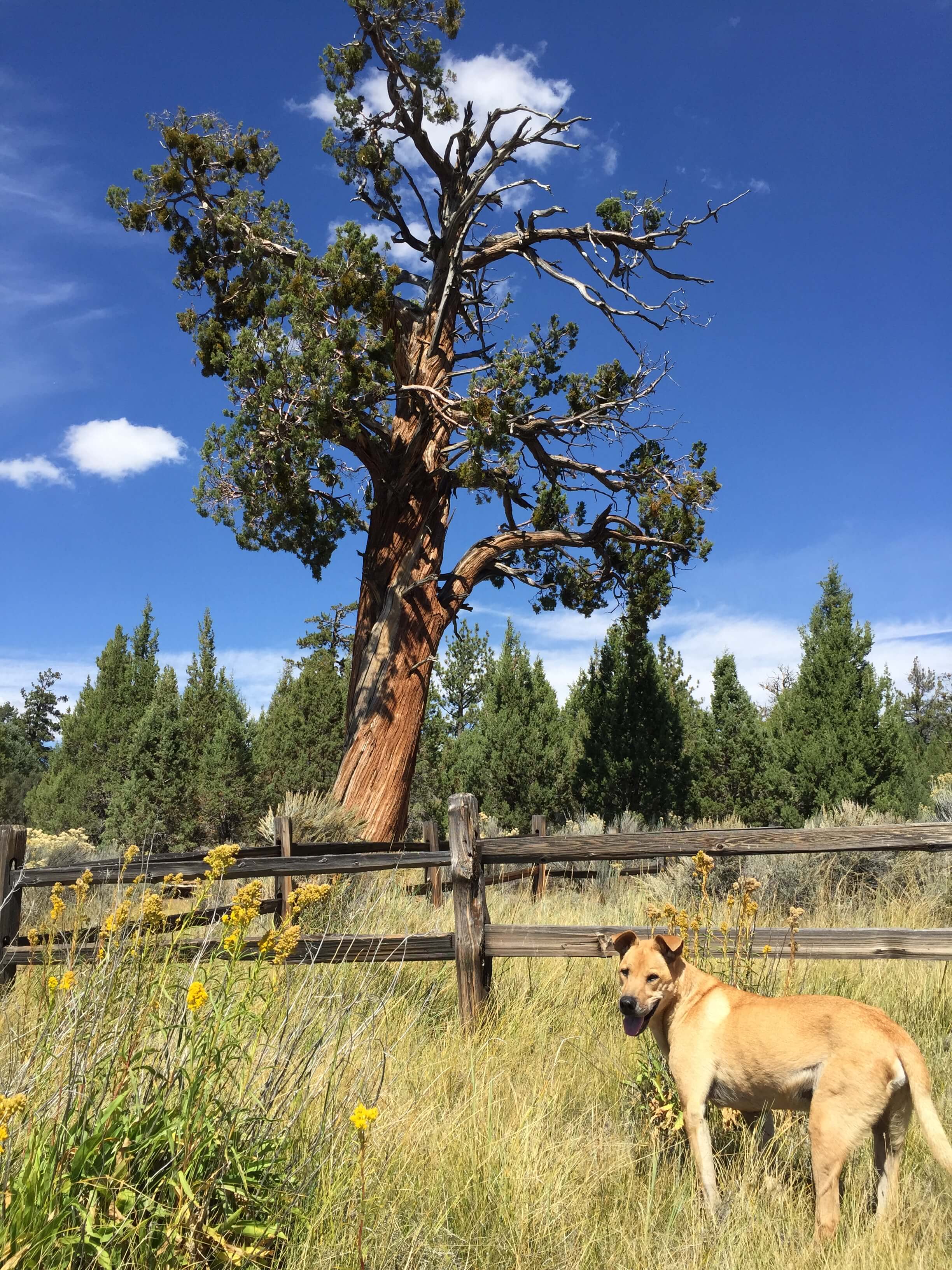 Private Yoga Instructor Catherine Tingey Los Angeles Santa Monica Brentwood