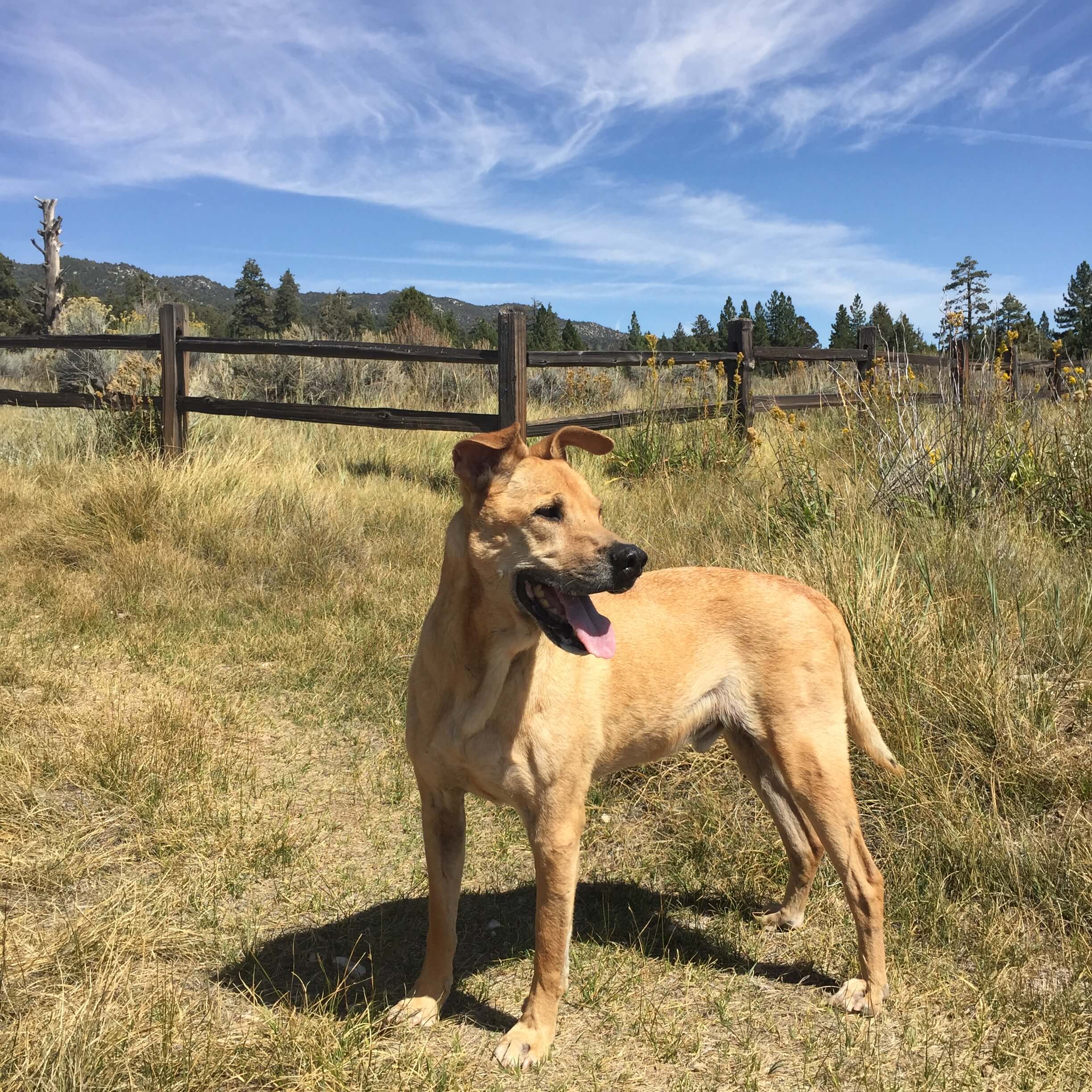 Private Yoga Instructor Catherine Tingey Los Angeles Brentwood Santa Monica Pacific Palisades Beverly Hills