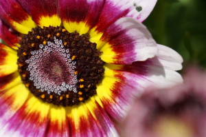 Private-Yoga-Santa-Monica-Zinnia cu