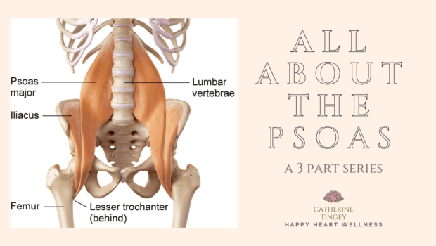 Private Yoga Instructor Santa Monica Los Angeles All About The Psoas A 3 Part Series