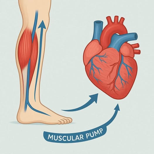 Your Calves Are Your Second Heart