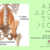 Private Yoga Instructor Santa Monica Los Angeles Catherine Tingey Yoga All About The Psoas Part 3